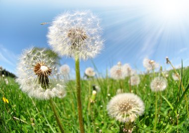 Dandelion clipart