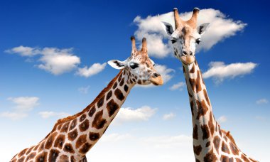 Two giraffes clipart