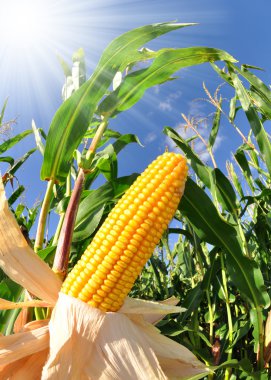 Corn field clipart