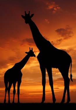 Two giraffes clipart