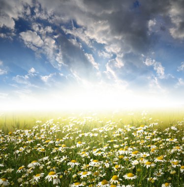 Field of daisies clipart