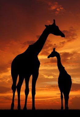 Two giraffes clipart