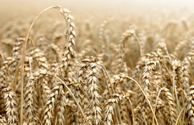 Golden wheat clipart