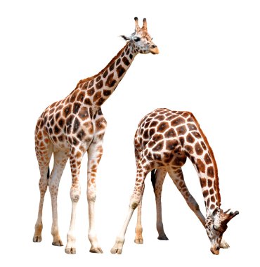 Giraffes isolated clipart