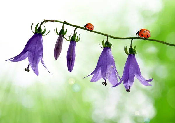 stock image Bell flowers with ladybug