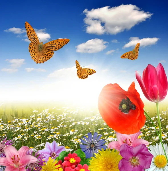 Blooming meadow — Stock Photo, Image