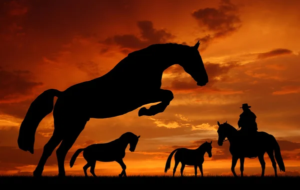 Silhouet cowboy met paard — Stockfoto