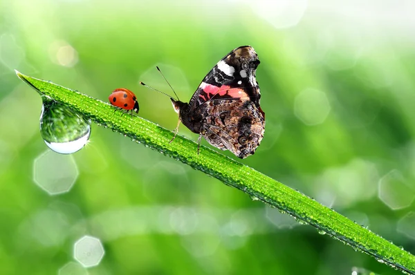 Dauw met lieveheersbeestje en butterfly — Stockfoto