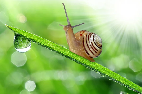 Snail on grass — Stock Photo, Image