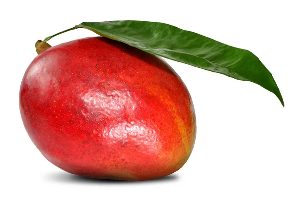 Mango med blad — Stockfoto