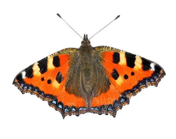 Motýl aglais chmelová — Stock fotografie