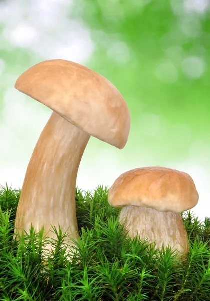Їстівні гриби — стокове фото