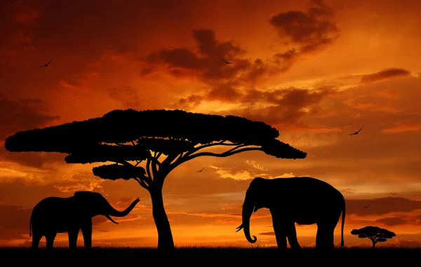 Elefántok a naplementében — Stock Fotó