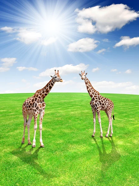 Zwei Giraffen — Stockfoto