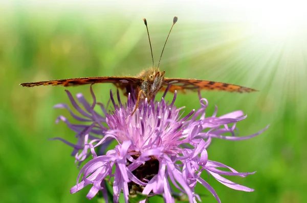 Farfalla Fabriciana aglaia — Foto Stock