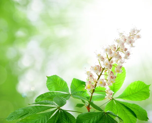 Fiore di castagno — Foto Stock