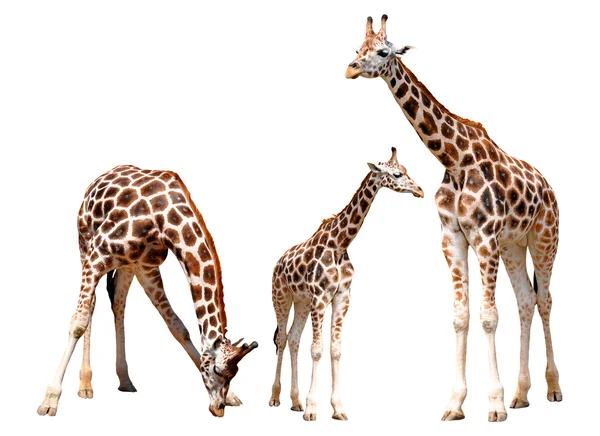Giraffe isolate — Foto Stock