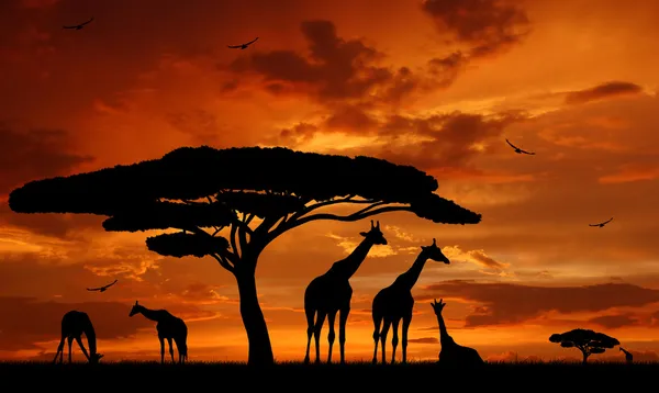 Manada de jirafas — Foto de Stock