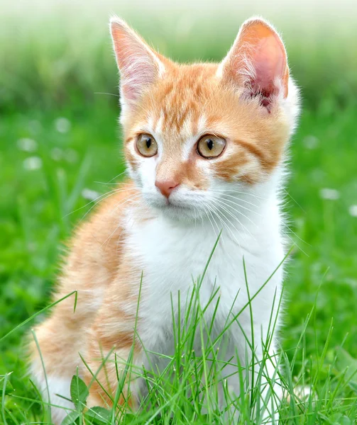 Молодой кот — стоковое фото