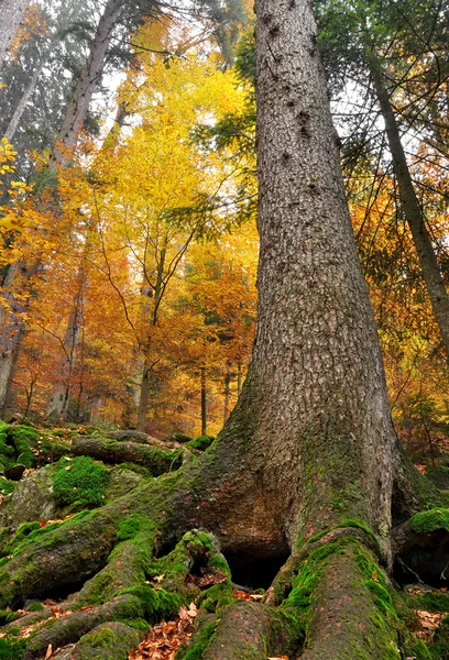 Podzim v Bavorském lese — Stock fotografie