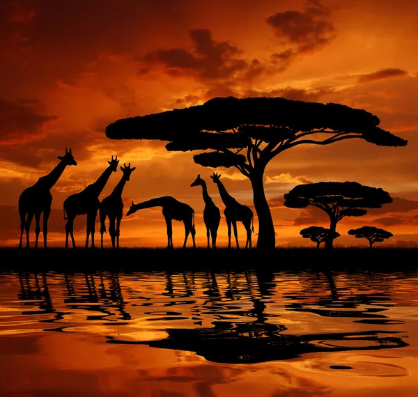 Manada de Girafa — Fotografia de Stock
