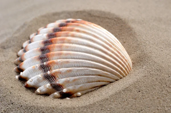 Shells on the sand — Stock Photo, Image