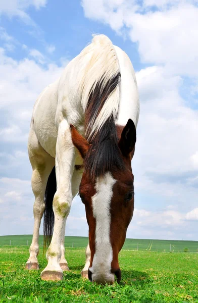 Cavalo Branco — Fotografia de Stock