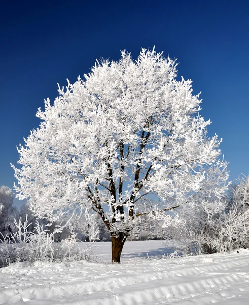 Albero congelato — Foto Stock