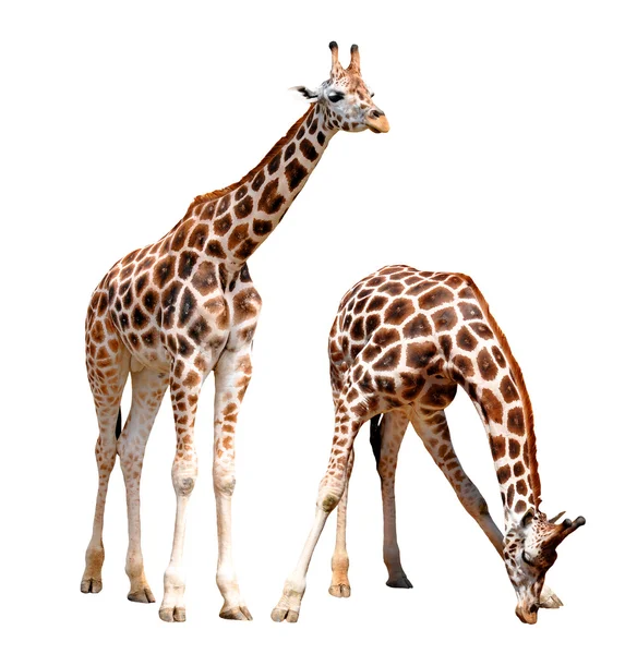 Girafas isoladas — Fotografia de Stock