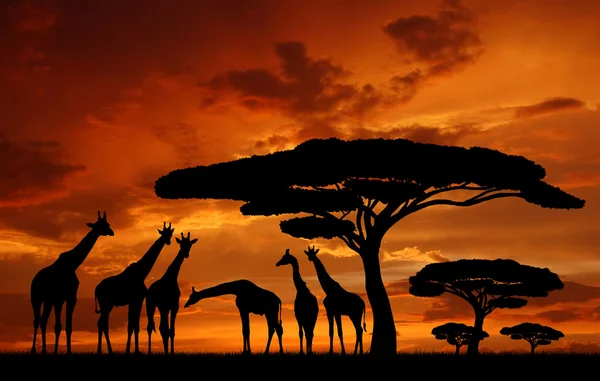 stock image Herd of giraffe