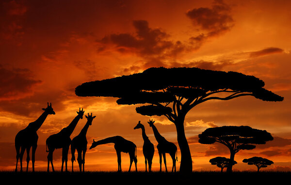 Herd of giraffe in the sunrise