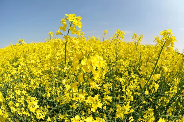 stock image Rapeseed field