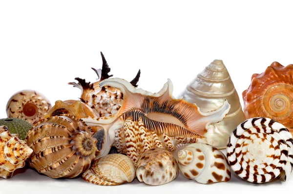 Conchiglie marine tropicali — Foto Stock