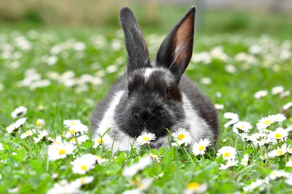 Niedliches Kaninchen — Stockfoto