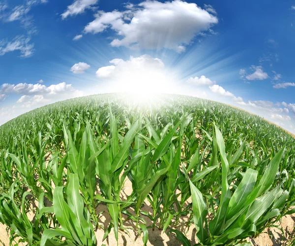 Kukorica mező - halszem megtekintése — Stock Fotó