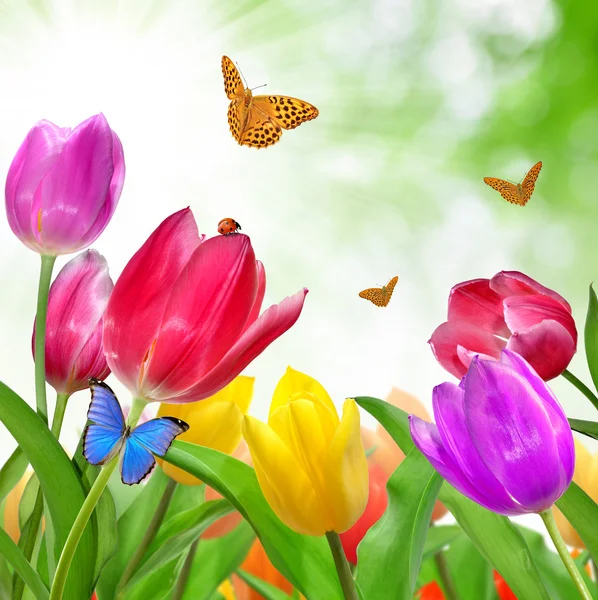 Tulipas coloridas com borboleta — Fotografia de Stock