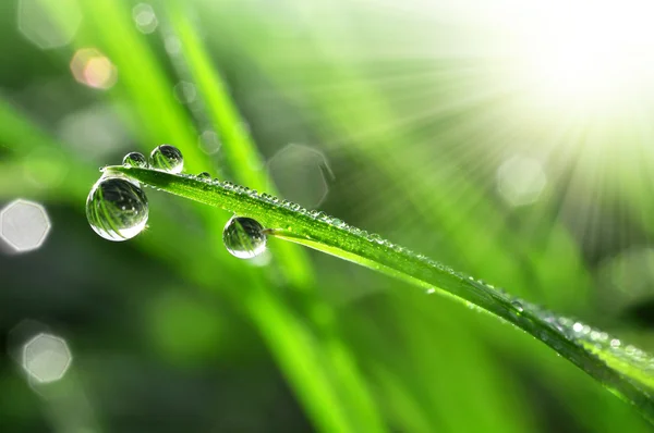 Dew drops Royalty Free Stock Images