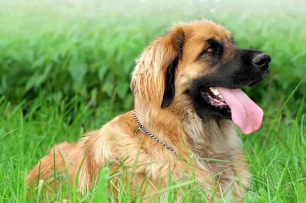 leonberger cross german shepherd