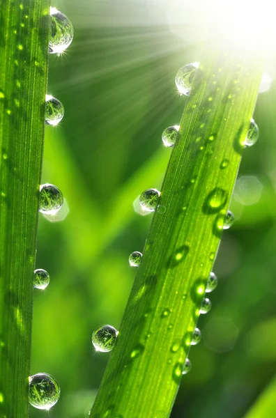Dew drops Stock Picture
