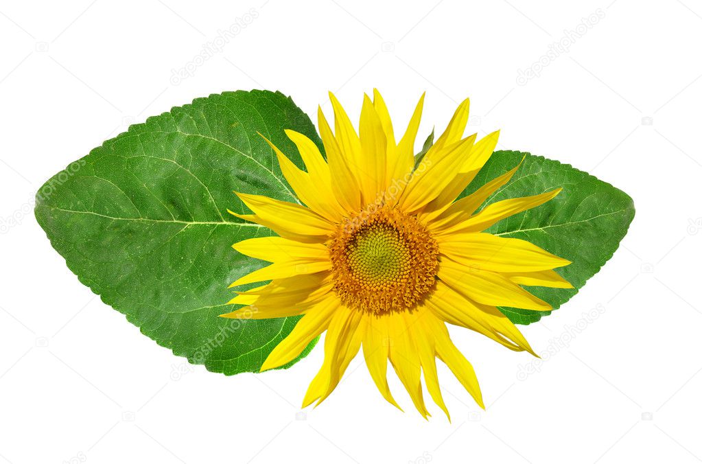 Sunflower with green leaf