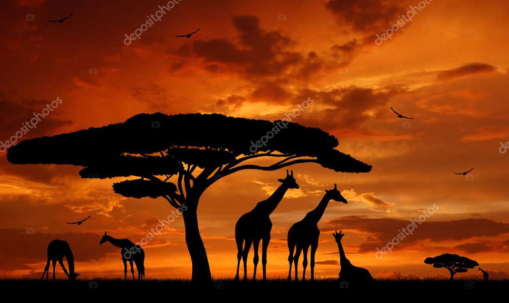 Herd Of Giraffes Stock Photo Image By C Vencav