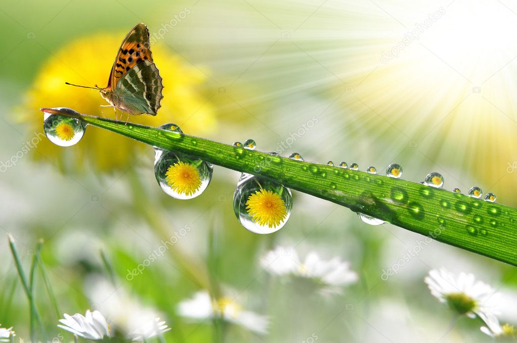 Dew and butterfly