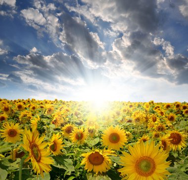 Sunflower field clipart