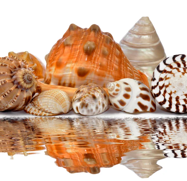 Conchas marinas tropicales — Foto de Stock