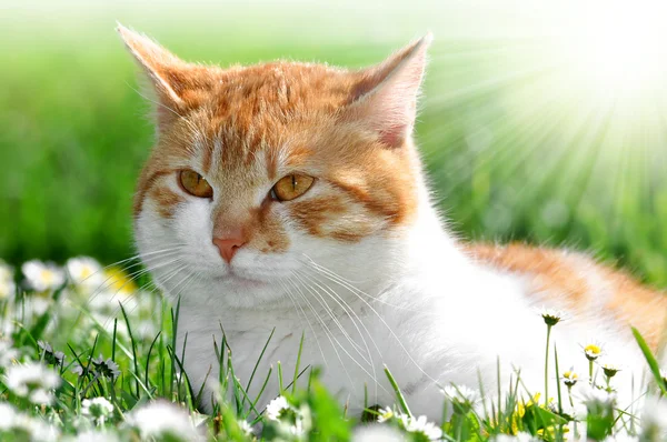 Gatto nell'erba — Foto Stock