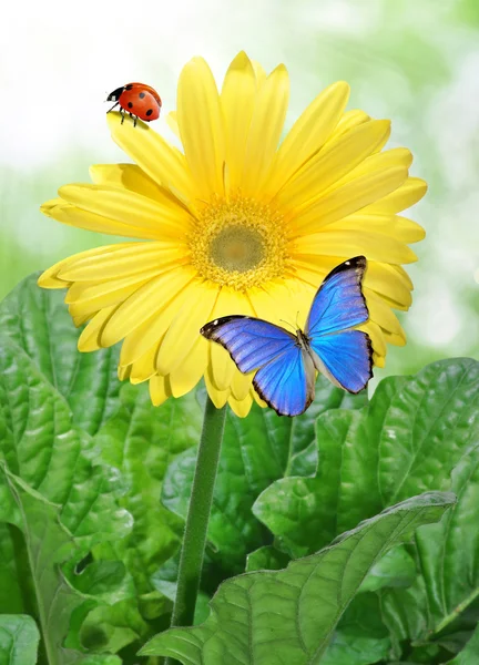 Kelebekler ve uğur böceği ile gerbera — Stok fotoğraf