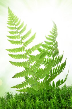 Fern in the moss clipart