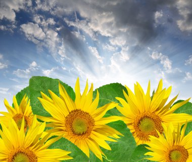 Sunflower field clipart