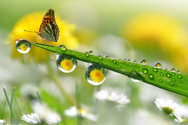 Orvalho e borboleta — Fotografia de Stock