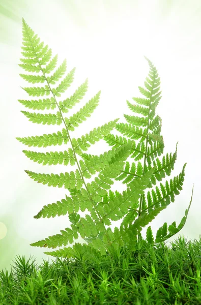 Fern in the moss — Stock Photo, Image